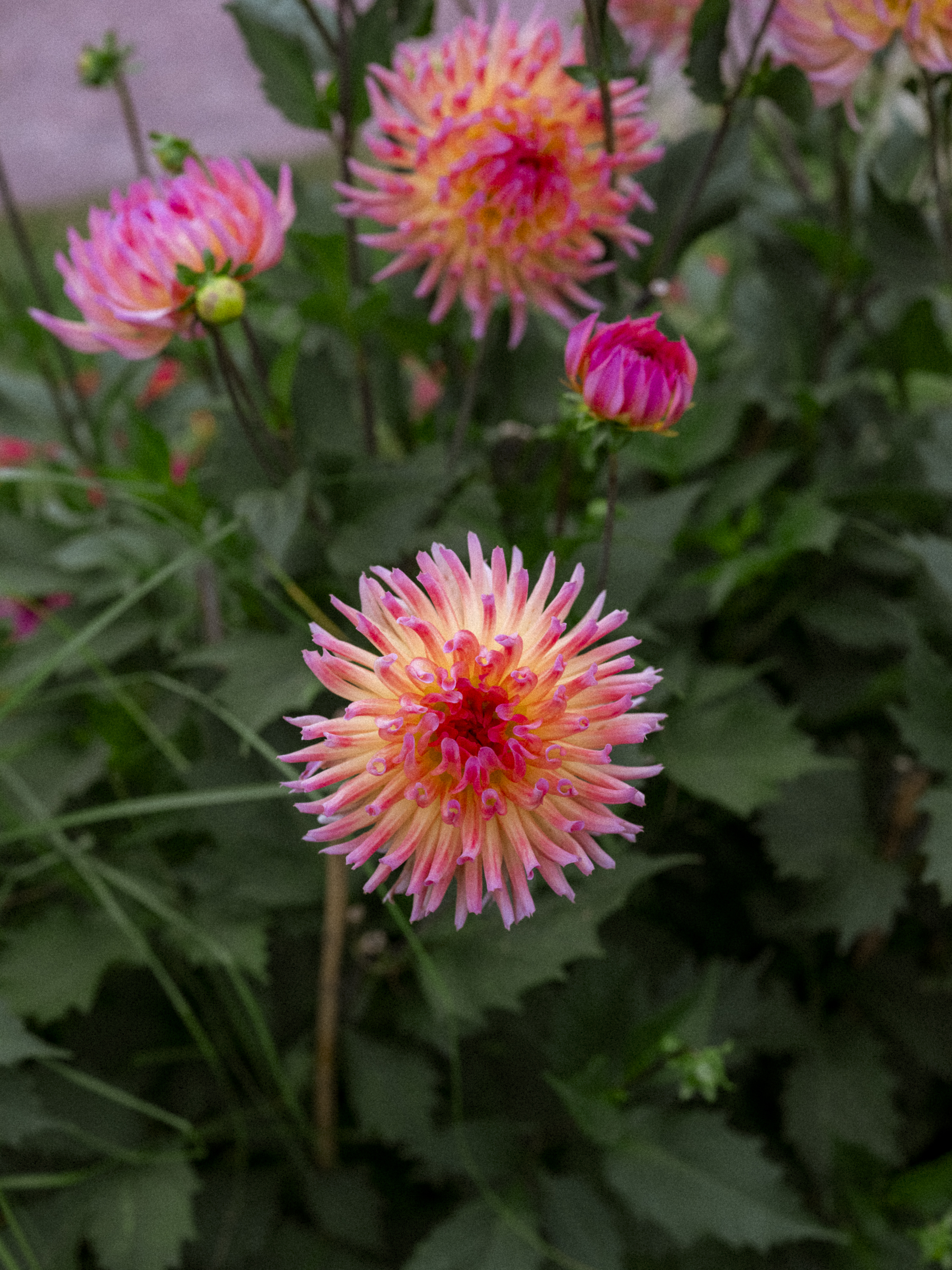 Philip_Liljenberg_Photowalk_62_12